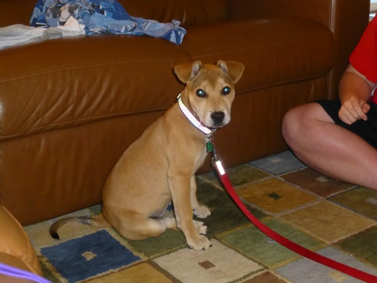 Clover, an American Pit Bull Terrier and German Shepherd Dog mix tested with EmbarkVet.com