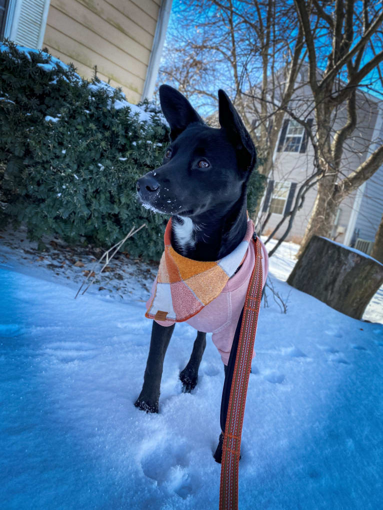 Clementine, a Labrador Retriever and Beagle mix tested with EmbarkVet.com