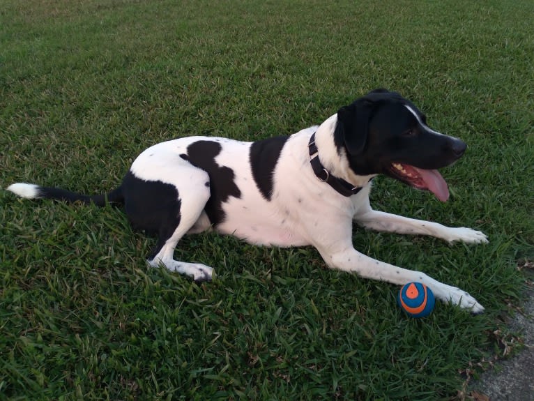 PATIENCE, a Labrador Retriever and American Pit Bull Terrier mix tested with EmbarkVet.com