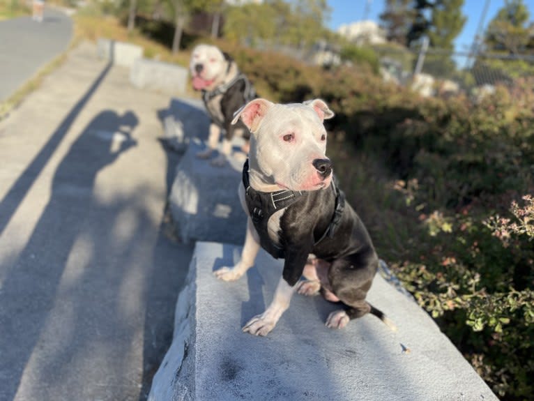 Max Lewis Cannady, an American Pit Bull Terrier and American Staffordshire Terrier mix tested with EmbarkVet.com