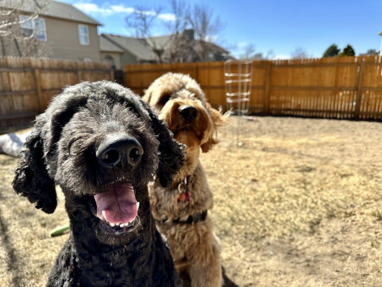 Sammy, a Goldendoodle tested with EmbarkVet.com