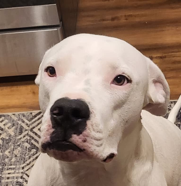 Opie, a Dogo Argentino tested with EmbarkVet.com