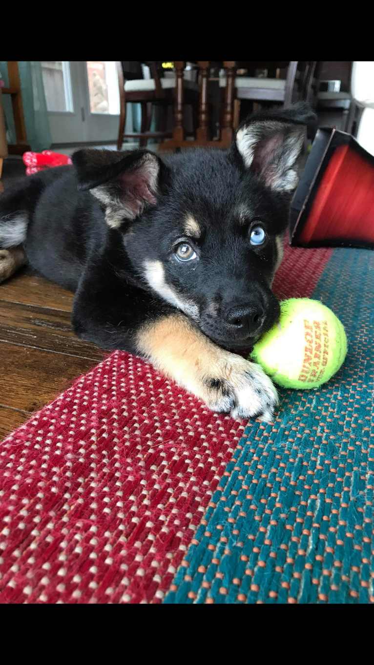 Ringo Starr, a Siberian Husky and Alaskan Malamute mix tested with EmbarkVet.com