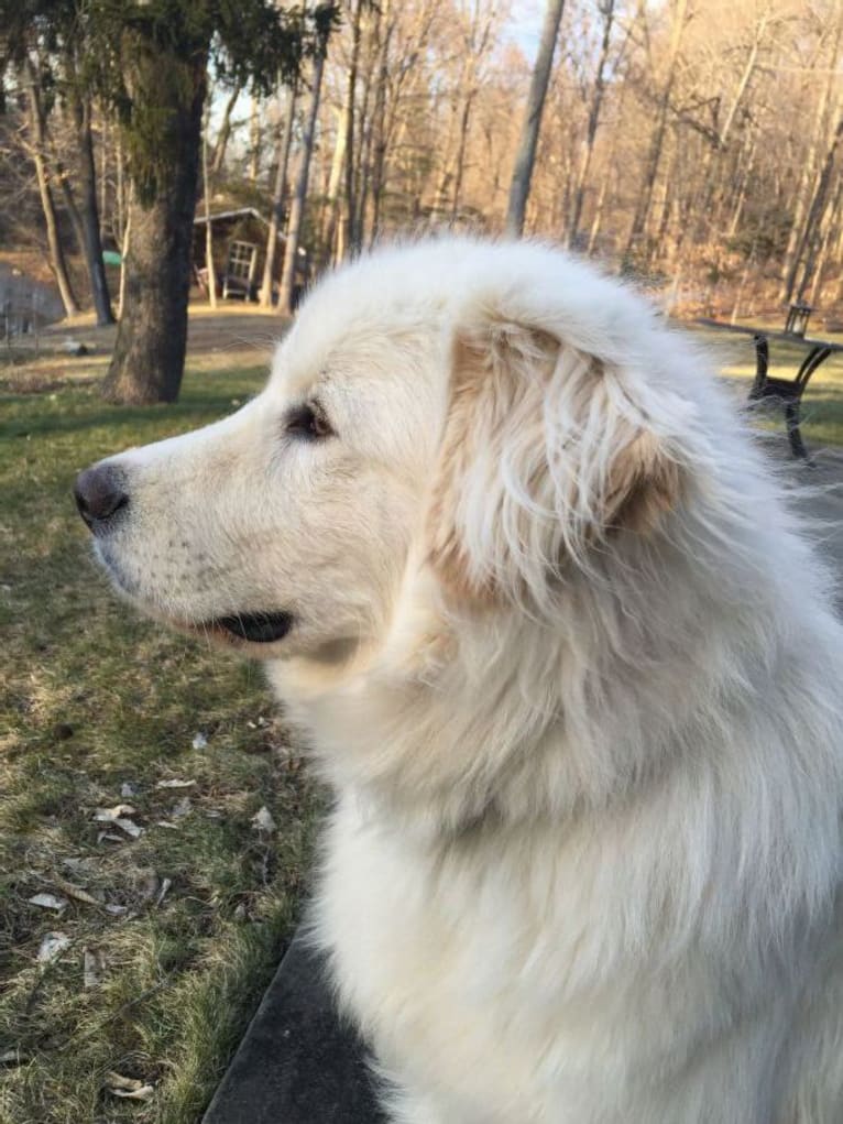 Stark, a Great Pyrenees and Mixed mix tested with EmbarkVet.com