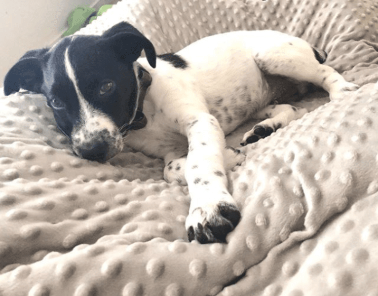 Riley, a German Shorthaired Pointer and Australian Cattle Dog mix tested with EmbarkVet.com