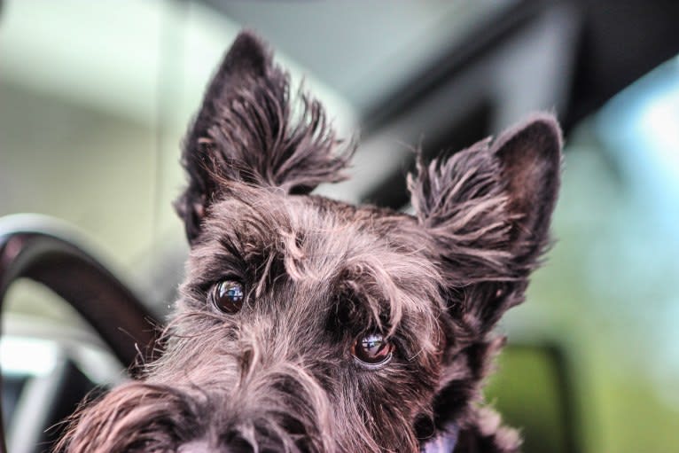 Max, a Scottish Terrier tested with EmbarkVet.com