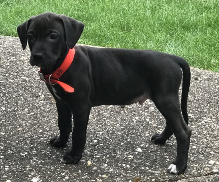 Kevlar, a Catahoula Leopard Dog and Mountain Cur mix tested with EmbarkVet.com