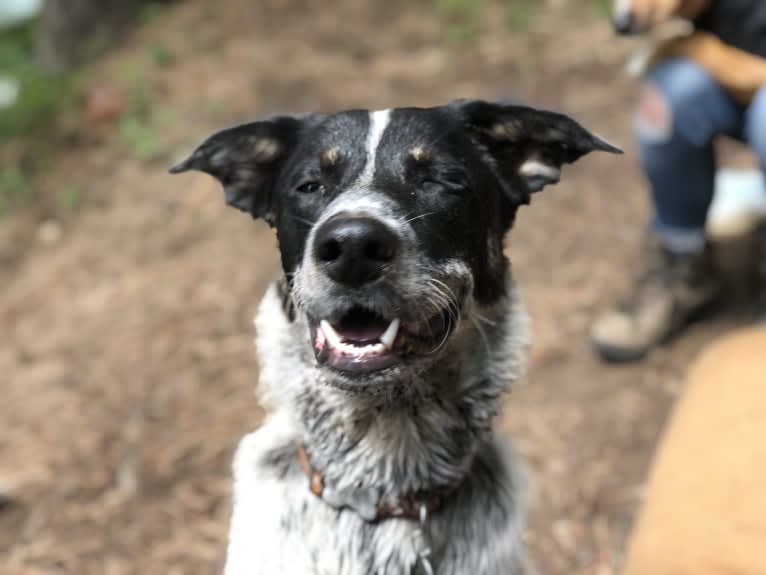 Ridge, a Border Collie and Australian Cattle Dog mix tested with EmbarkVet.com
