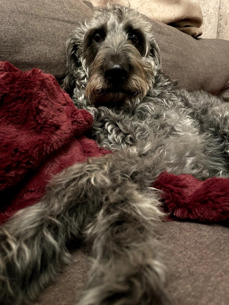 Max, a Labradoodle tested with EmbarkVet.com