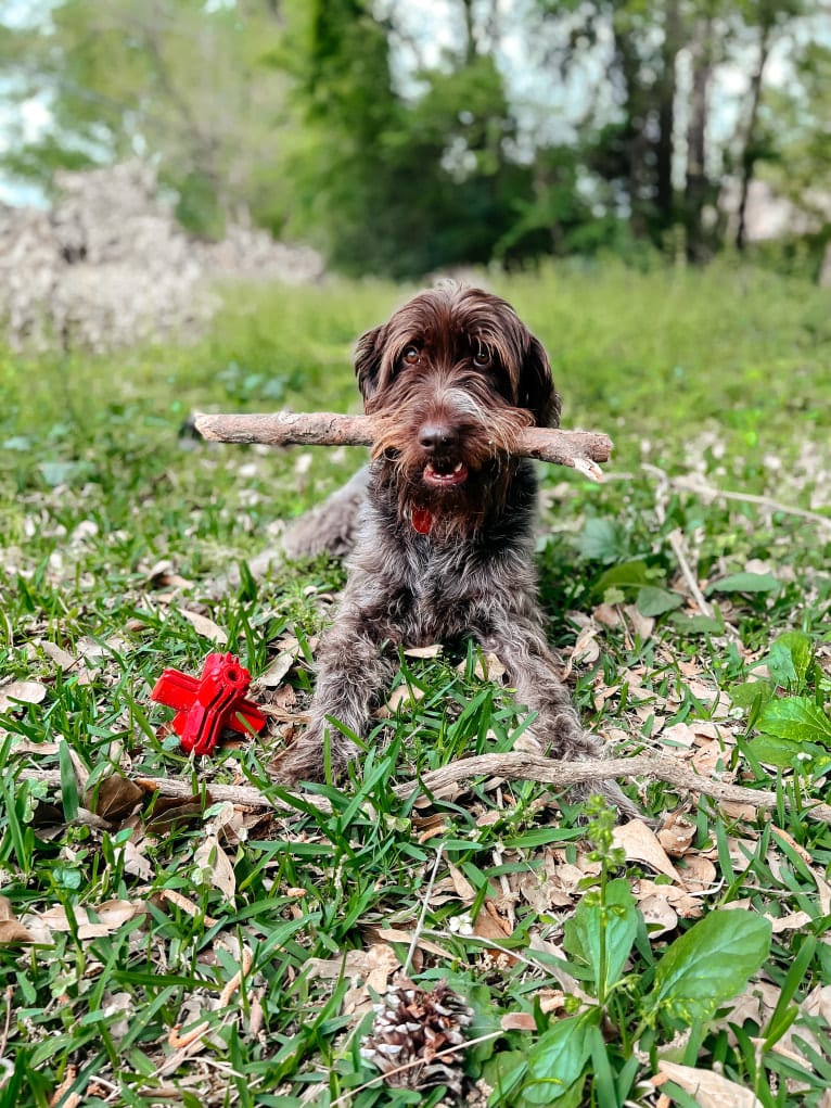 Whiskey, a Wirehaired Pointing Griffon tested with EmbarkVet.com