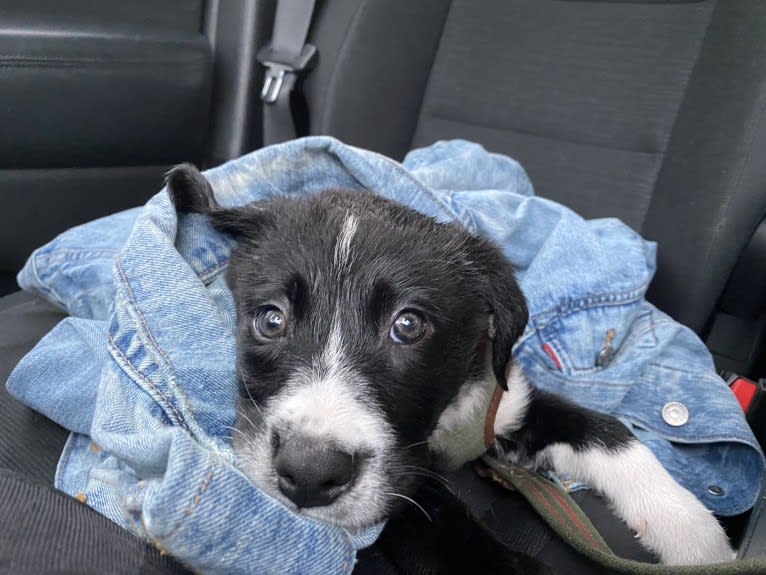 Marlowe Gandalf, a Siberian Husky and Australian Shepherd mix tested with EmbarkVet.com