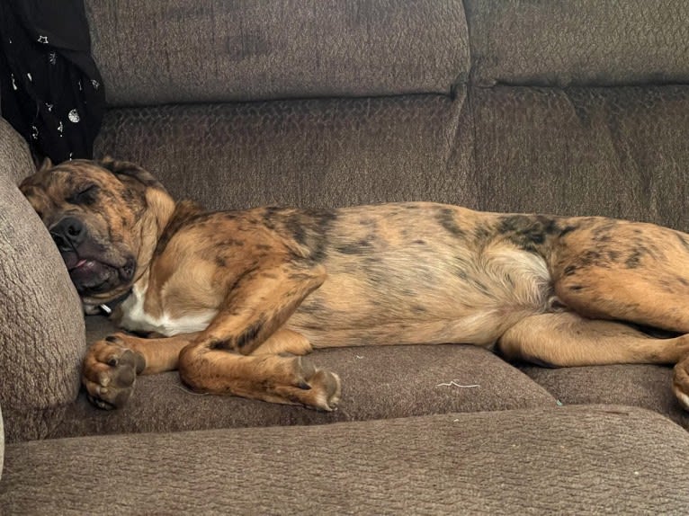 Dante, a Cane Corso and Australian Shepherd mix tested with EmbarkVet.com