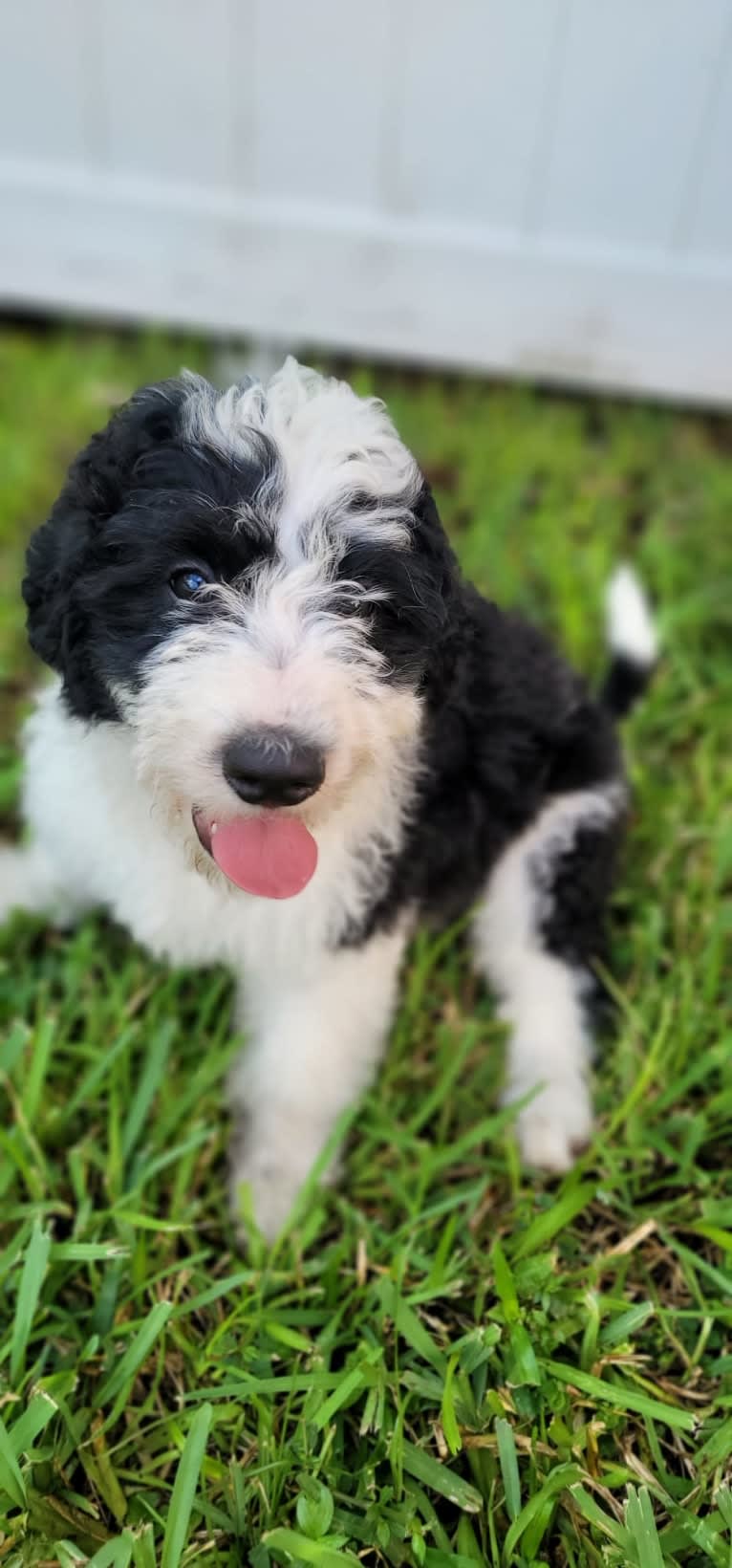 George, a Bernedoodle tested with EmbarkVet.com