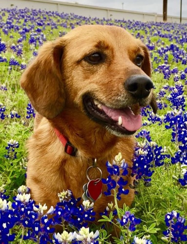 Matt, a Pembroke Welsh Corgi and Dachshund mix tested with EmbarkVet.com