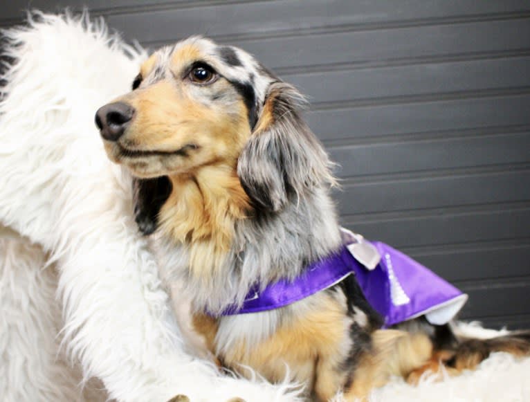 Courage, a Dachshund tested with EmbarkVet.com