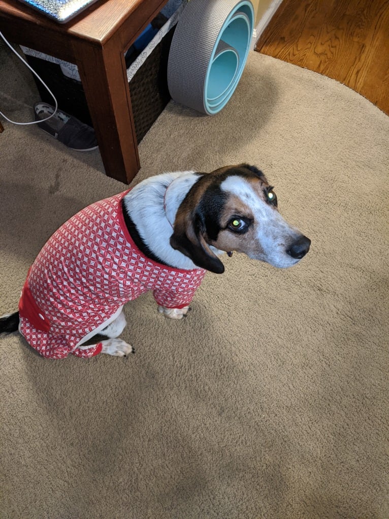 Otis, a Beagle tested with EmbarkVet.com