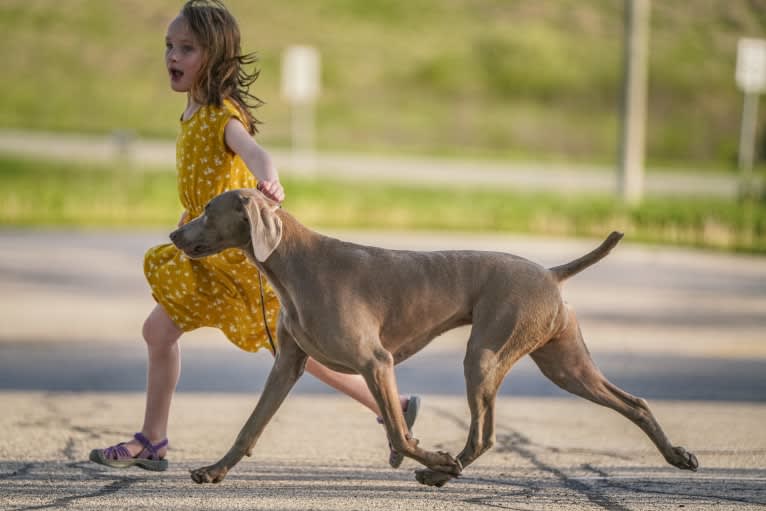 Angenehm's I Don't Need a Crown at Greyhaus, a Weimaraner tested with EmbarkVet.com