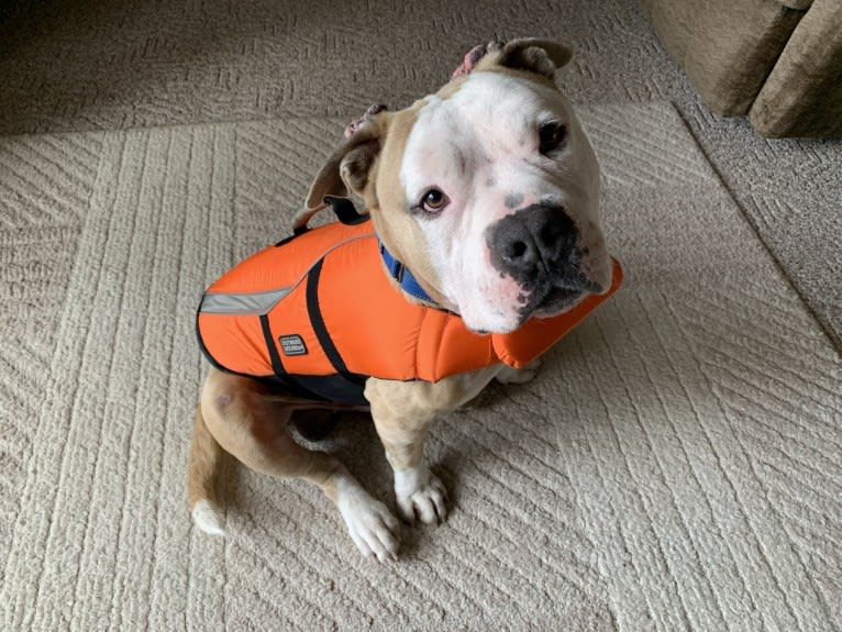 Rambo, an American Bully tested with EmbarkVet.com