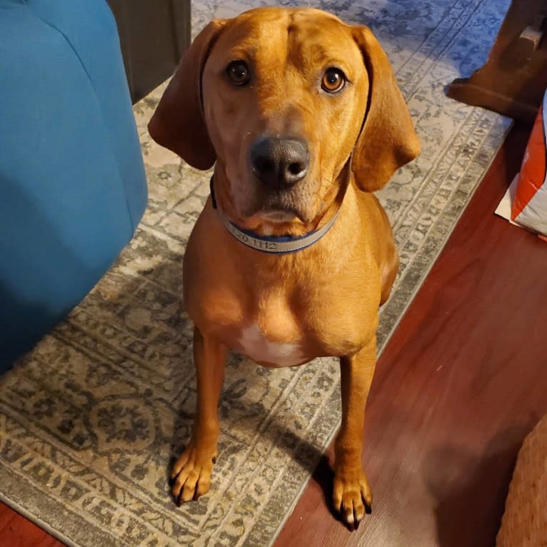 Gus, a Redbone Coonhound and American Pit Bull Terrier mix tested with EmbarkVet.com