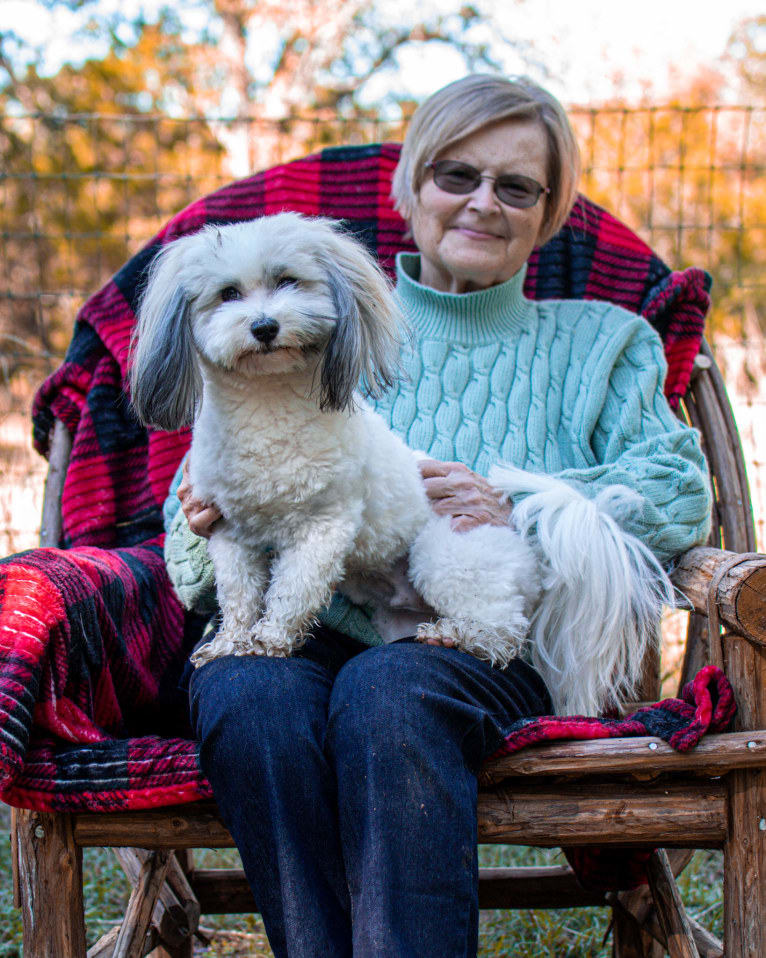 Liam, a Havanese tested with EmbarkVet.com