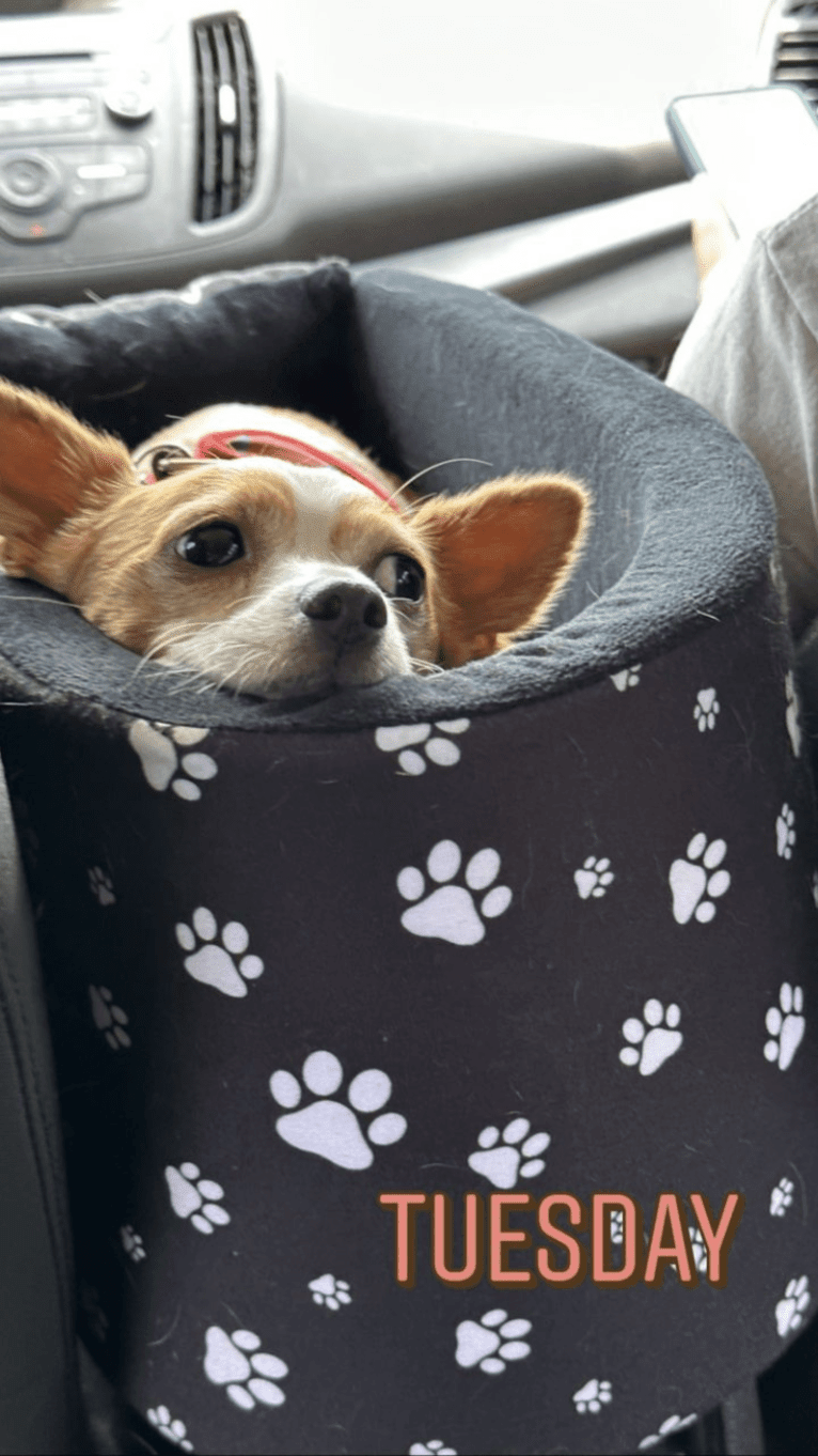 Daisy, a Chihuahua and Rat Terrier mix tested with EmbarkVet.com