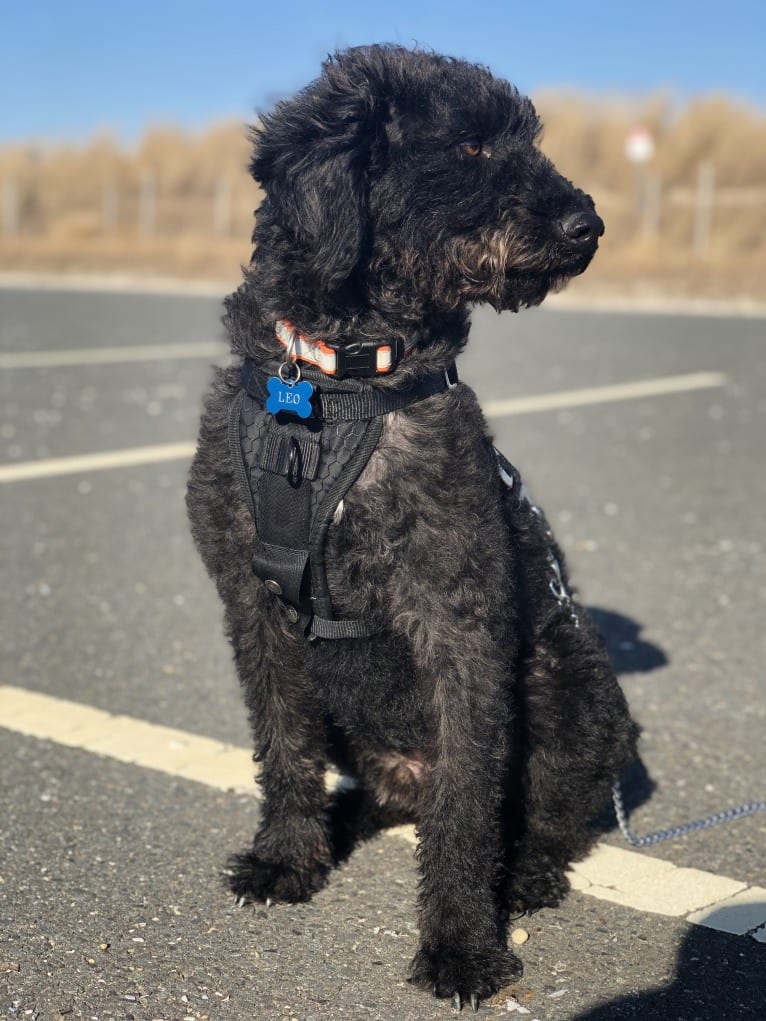 Leo, a Poodle (Standard) and Beagle mix tested with EmbarkVet.com