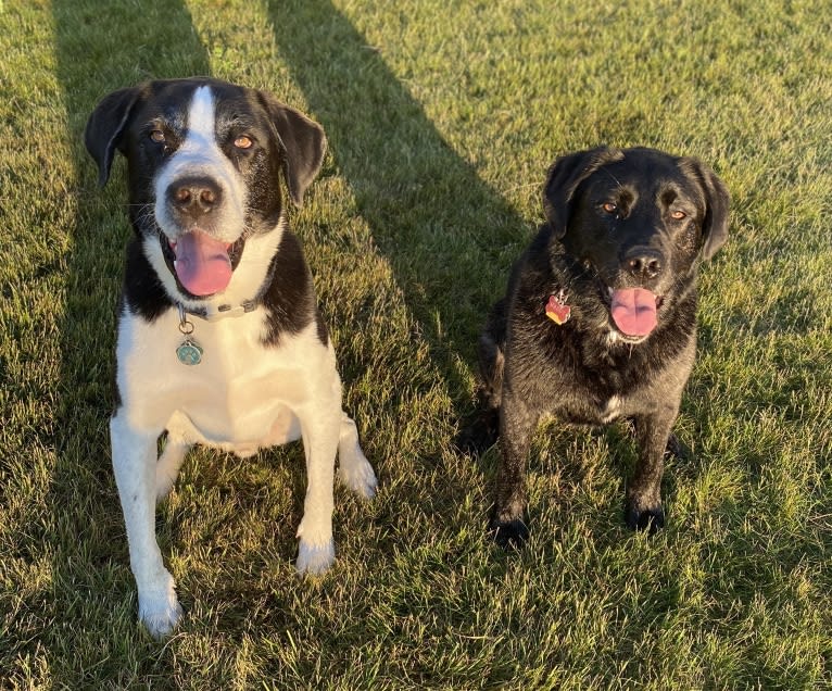 Ula, a Labrador Retriever and Saint Bernard mix tested with EmbarkVet.com