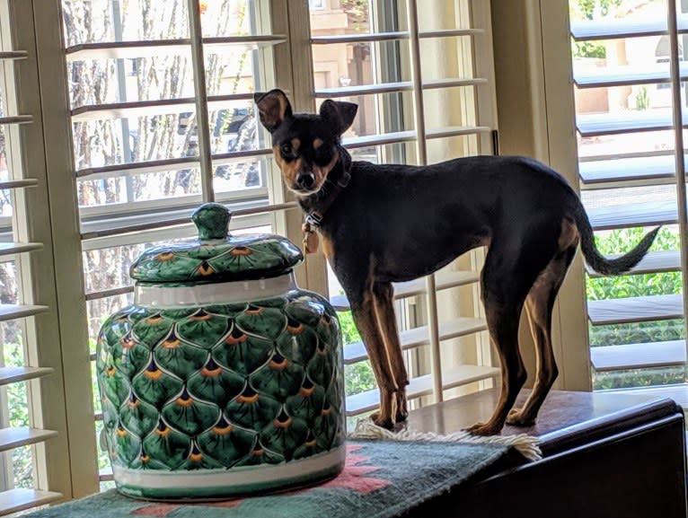 Dante, a Miniature Pinscher and Chihuahua mix tested with EmbarkVet.com