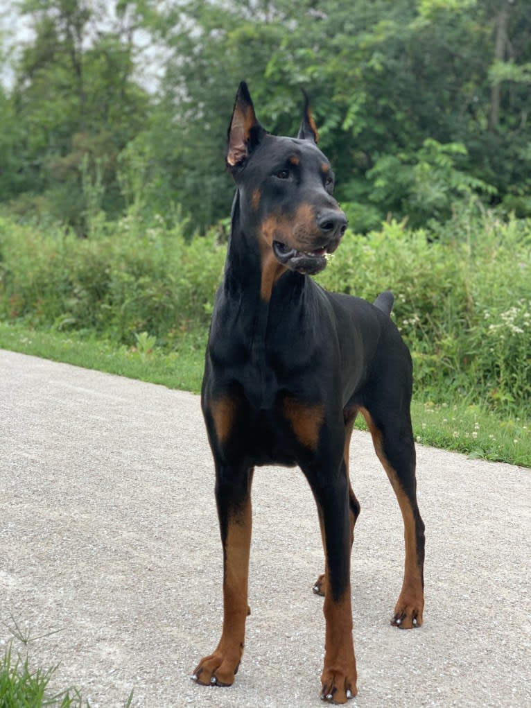 South Paw’s Nhaga, a Doberman Pinscher tested with EmbarkVet.com