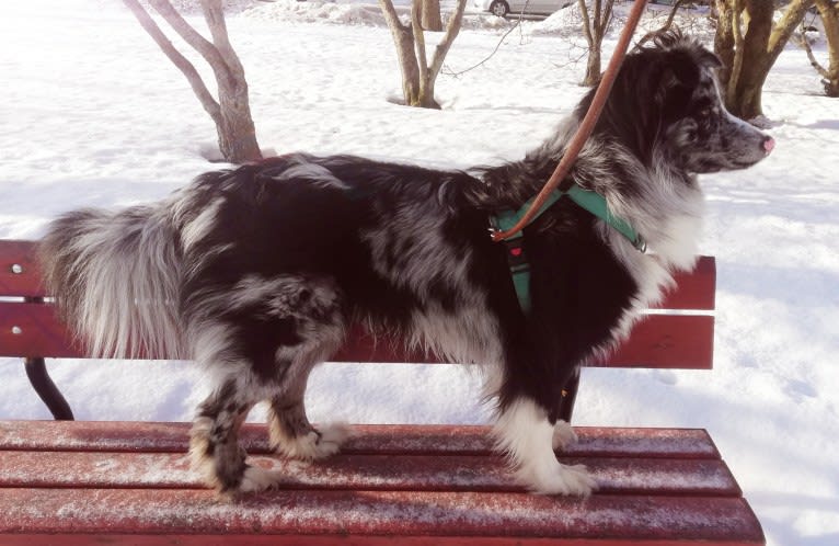 Ragnar, an Australian Shepherd and Norwegian Elkhound mix tested with EmbarkVet.com