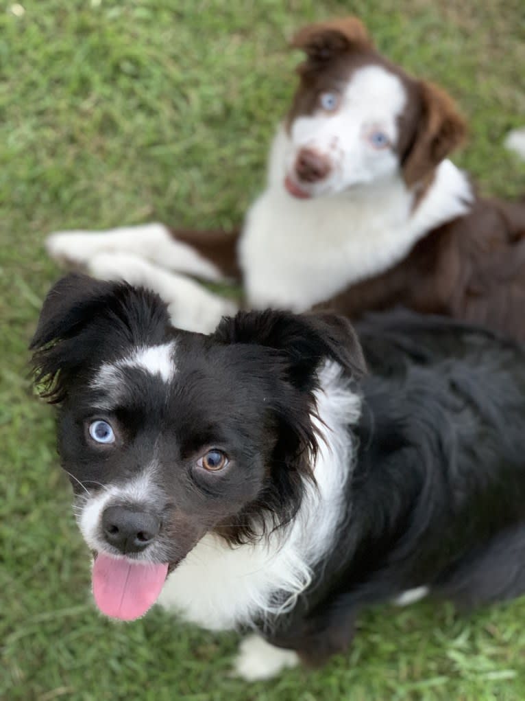 Brees, a Miniature/MAS-type Australian Shepherd and Australian Cattle Dog mix tested with EmbarkVet.com