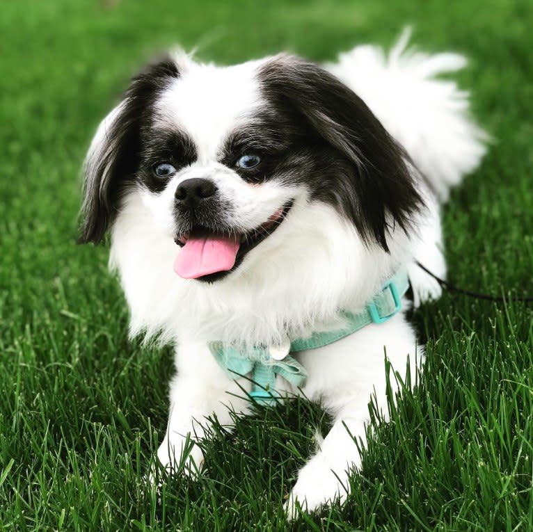 Poe, a Pekingese and Pomeranian mix tested with EmbarkVet.com