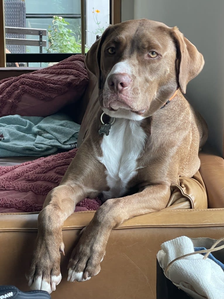 Molty, a Labrador Retriever and Bloodhound mix tested with EmbarkVet.com