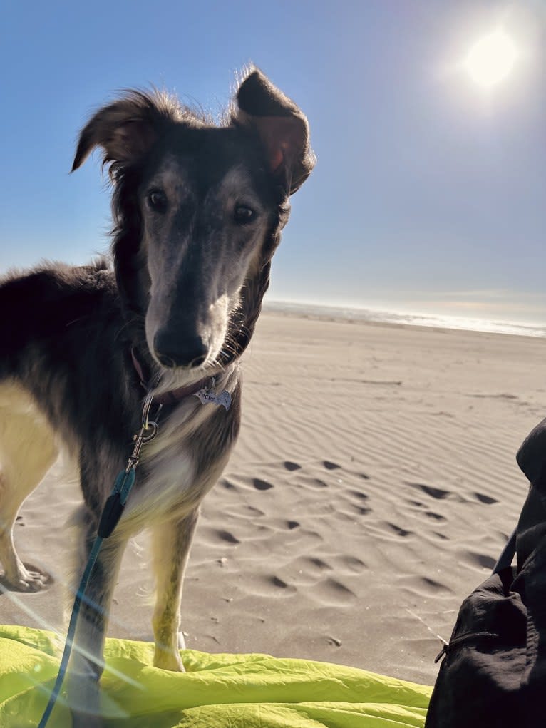 Pocus, a Silken Windhound tested with EmbarkVet.com