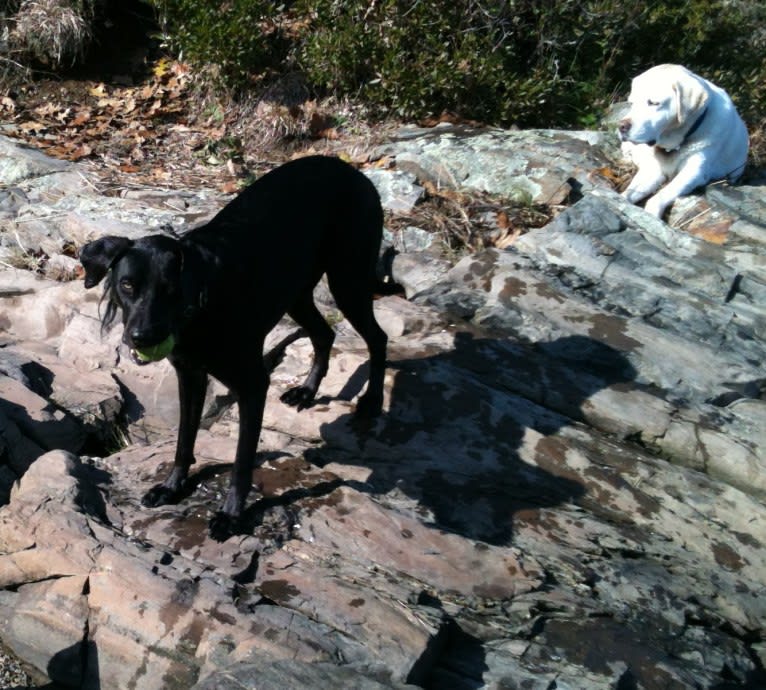 Jedi, an Australian Cattle Dog and Weimaraner mix tested with EmbarkVet.com