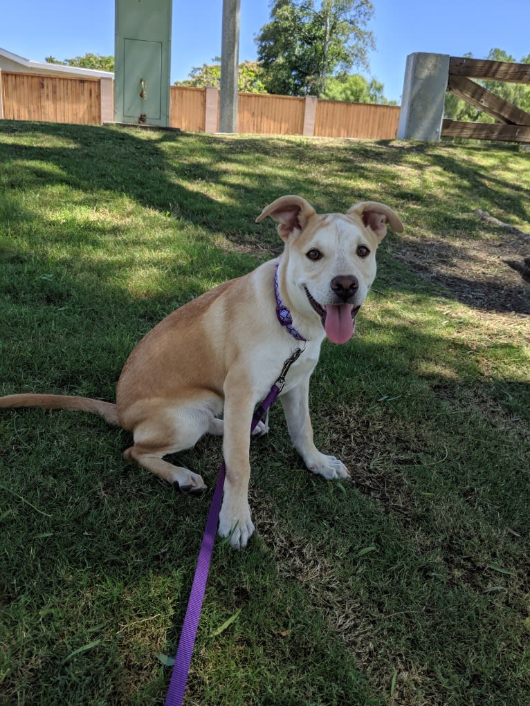 Sadie, an American Pit Bull Terrier and German Shepherd Dog mix tested with EmbarkVet.com