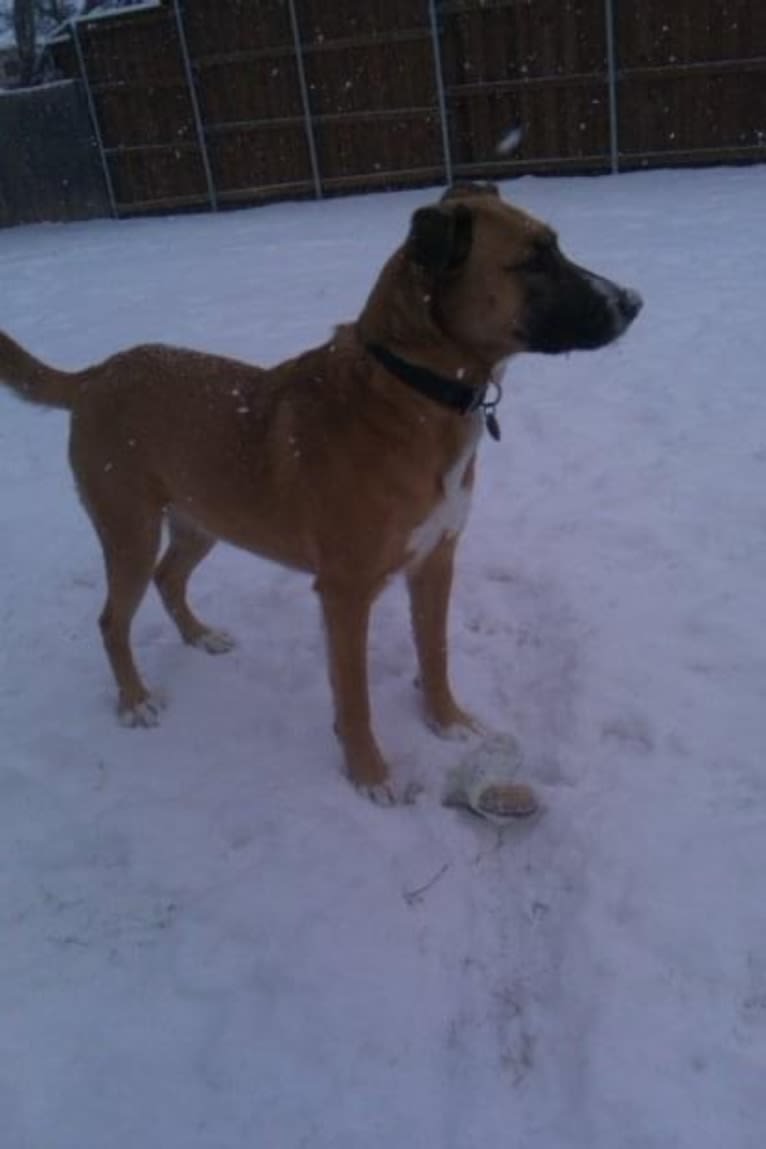 Harley, an American Pit Bull Terrier and Chow Chow mix tested with EmbarkVet.com