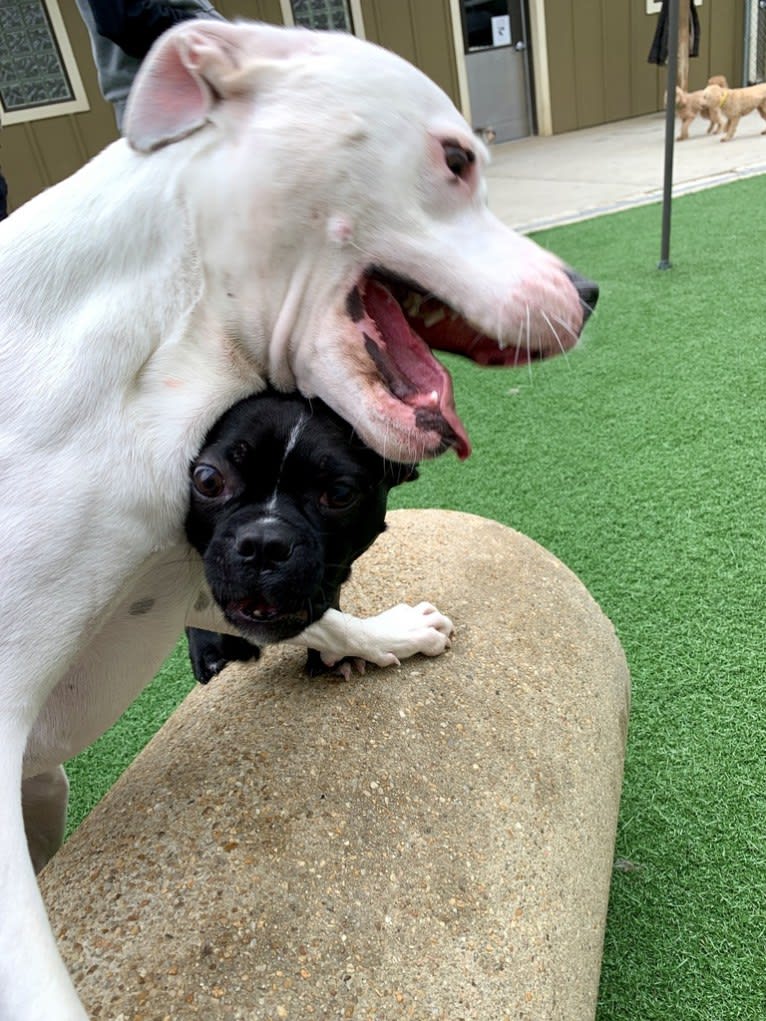 Tiptoe, an American Pit Bull Terrier and Great Pyrenees mix tested with EmbarkVet.com