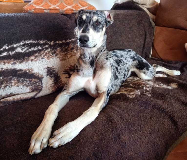 Arlo, a Greyhound and Saluki mix tested with EmbarkVet.com