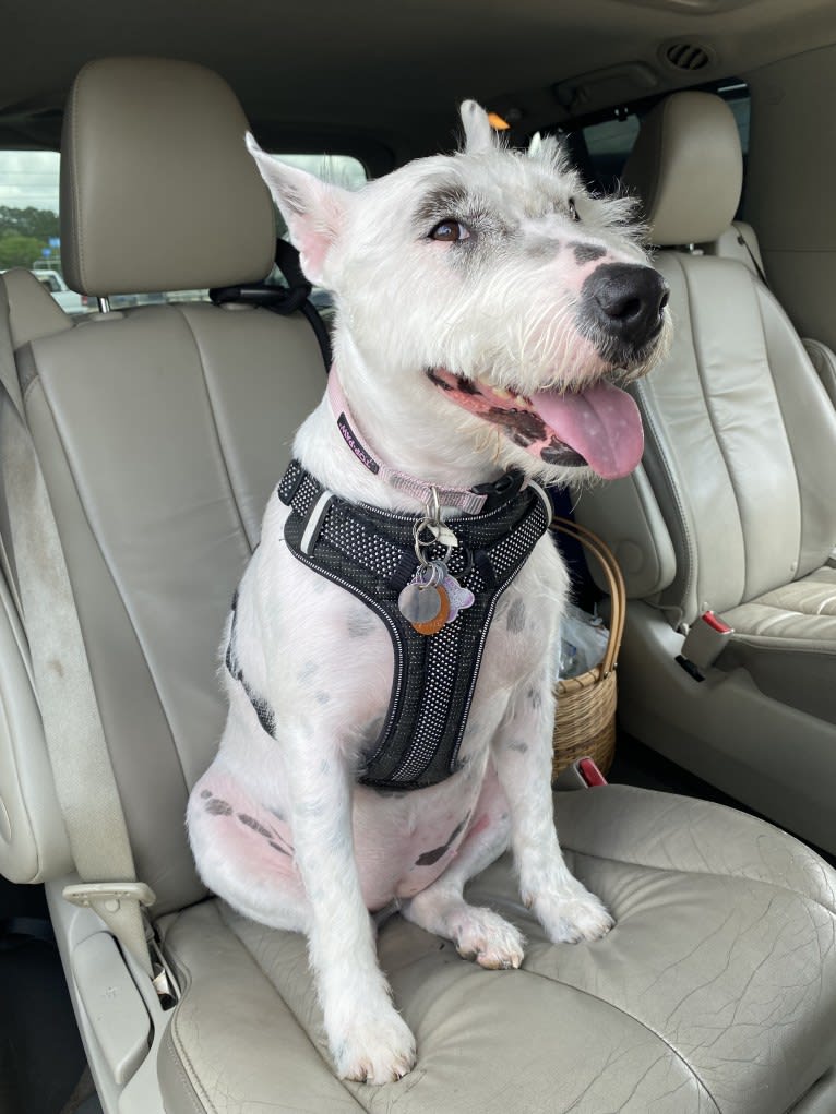 Thelma, a Bull Terrier and American Pit Bull Terrier mix tested with EmbarkVet.com