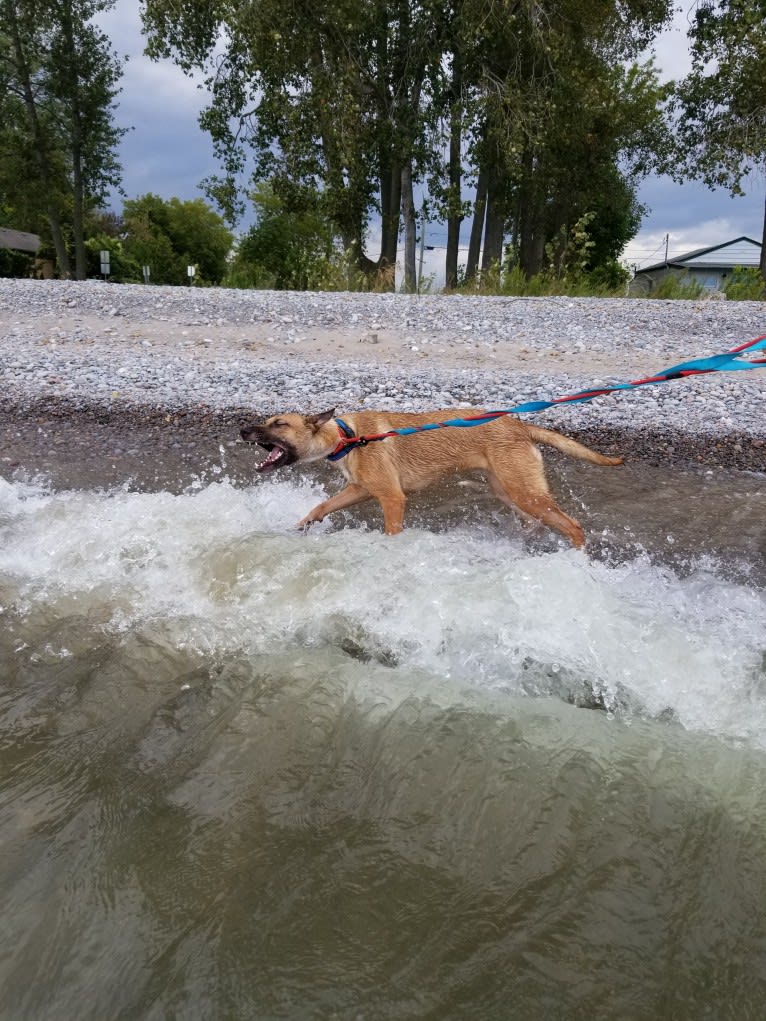 Kya, a German Shepherd Dog and American Pit Bull Terrier mix tested with EmbarkVet.com