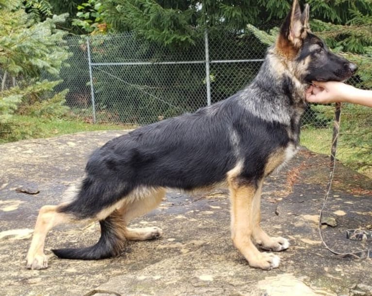 Dare, a German Shepherd Dog tested with EmbarkVet.com