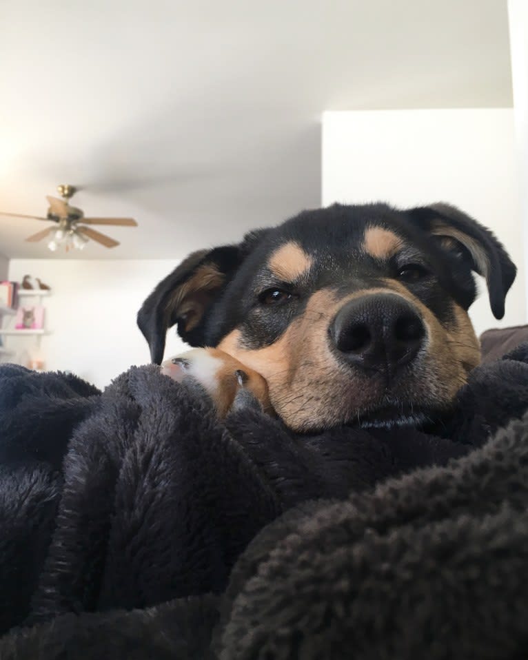 Louis, a Labrador Retriever and Siberian Husky mix tested with EmbarkVet.com