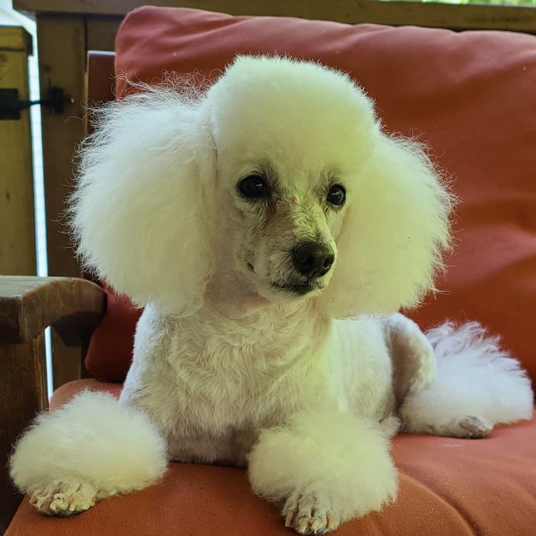 Lilo, a Poodle (Small) tested with EmbarkVet.com