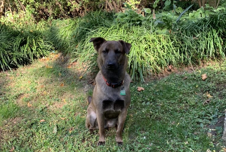 Gracie, an American Pit Bull Terrier and Labrador Retriever mix tested with EmbarkVet.com