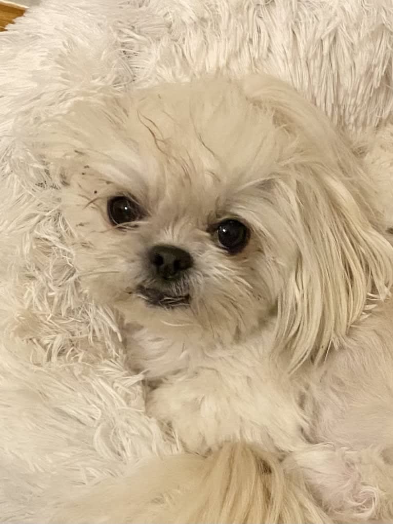 Aria, a Maltese and Pekingese mix tested with EmbarkVet.com