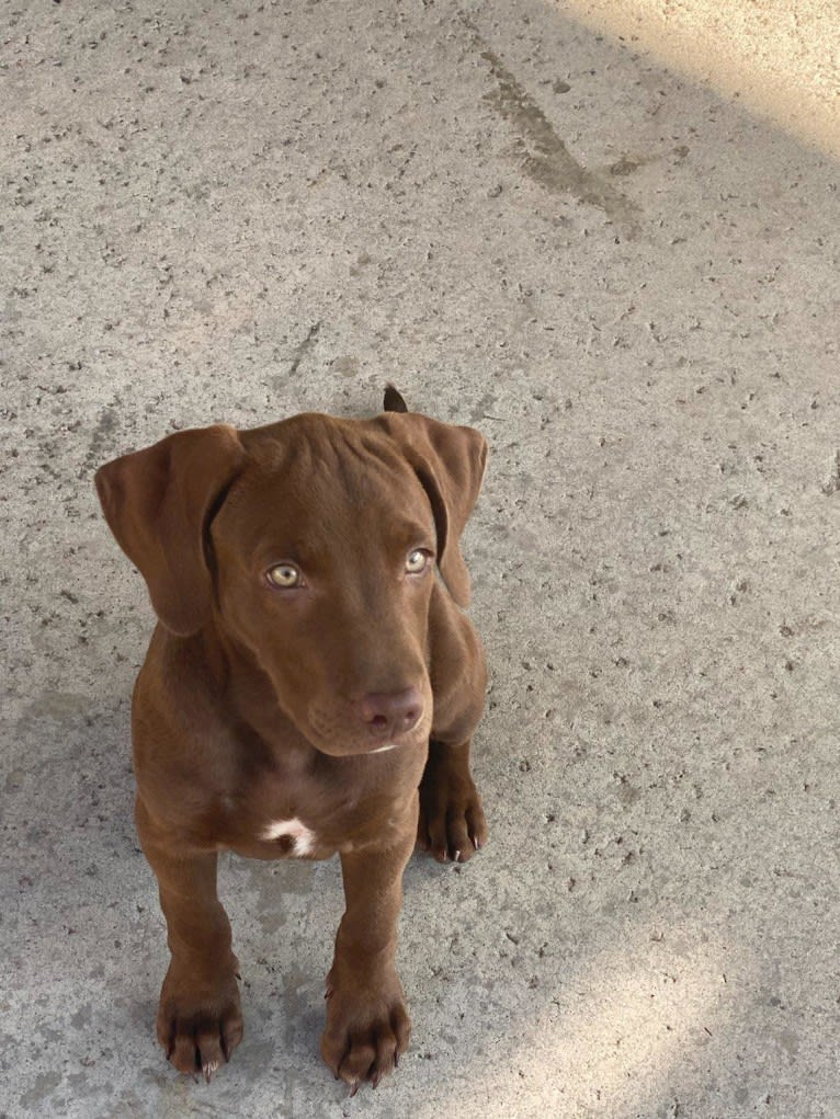 Kingston, a Weimaraner and Labrador Retriever mix tested with EmbarkVet.com