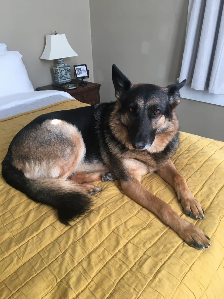 Daisy, a German Shepherd Dog tested with EmbarkVet.com