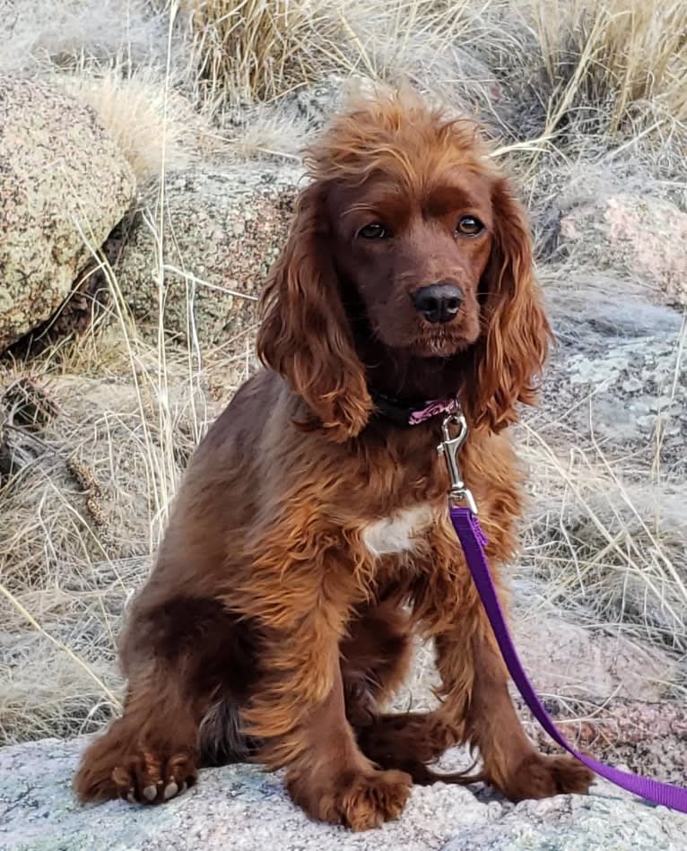 Bree, a Poodle (Small) and Cocker Spaniel mix tested with EmbarkVet.com