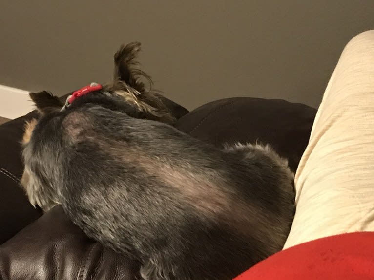 Barney, a Silky Terrier tested with EmbarkVet.com